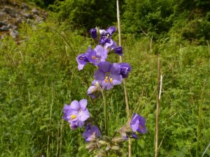 Jacob's Ladder