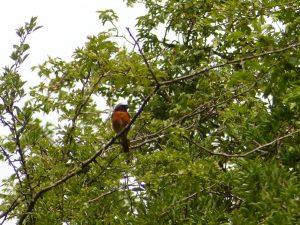 Redstart