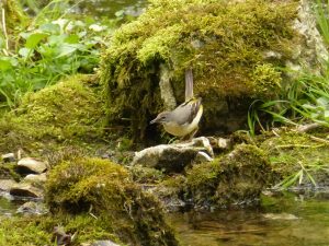 Grey Wagtail