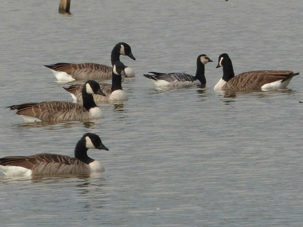 Barnacle Goose among Canadas