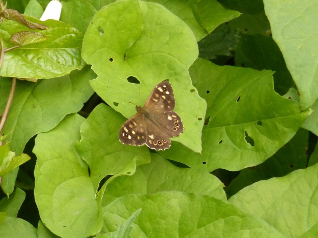 Speckled Wood Butterfly