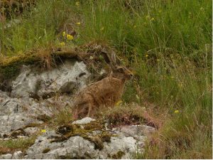 Hare on the rocks