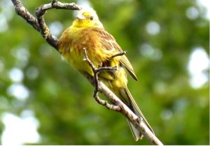 a picture of a yellow bird on a twig