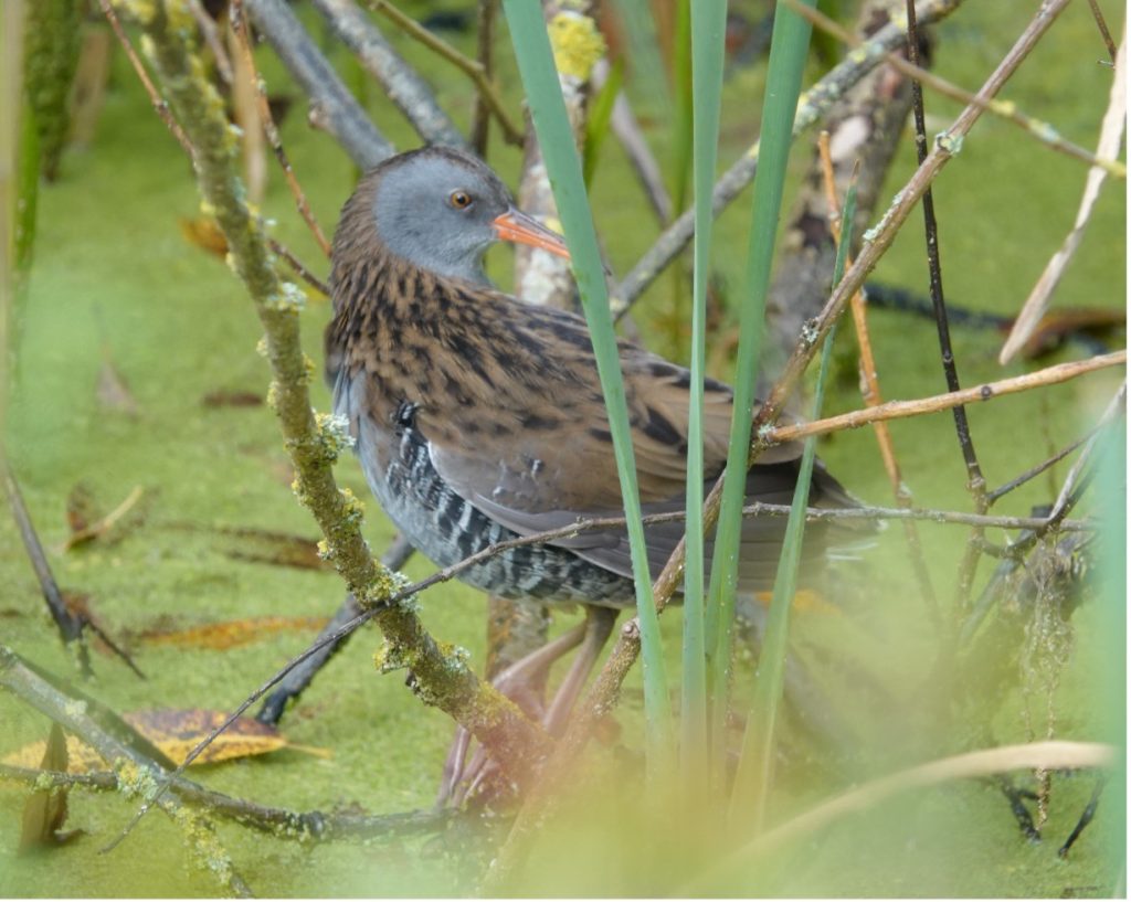 Picture of Water Rail amongst branches