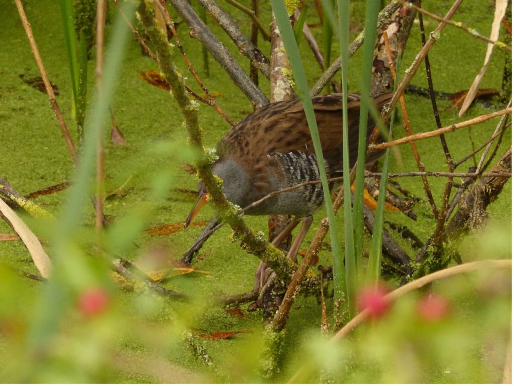 Picture of Water Rail amongst branches