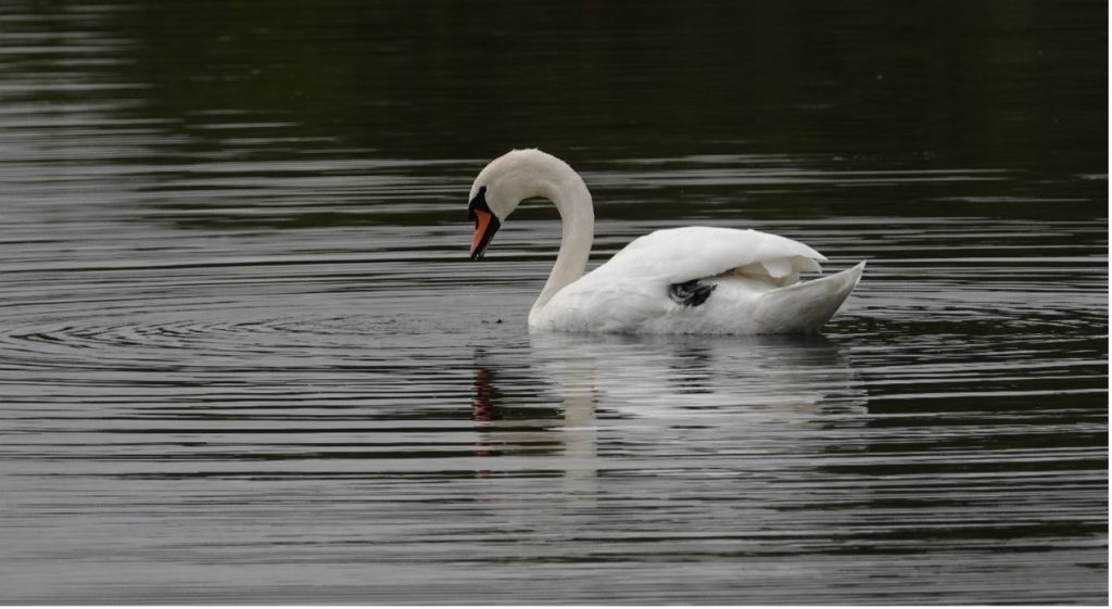 A swan on a body of water
