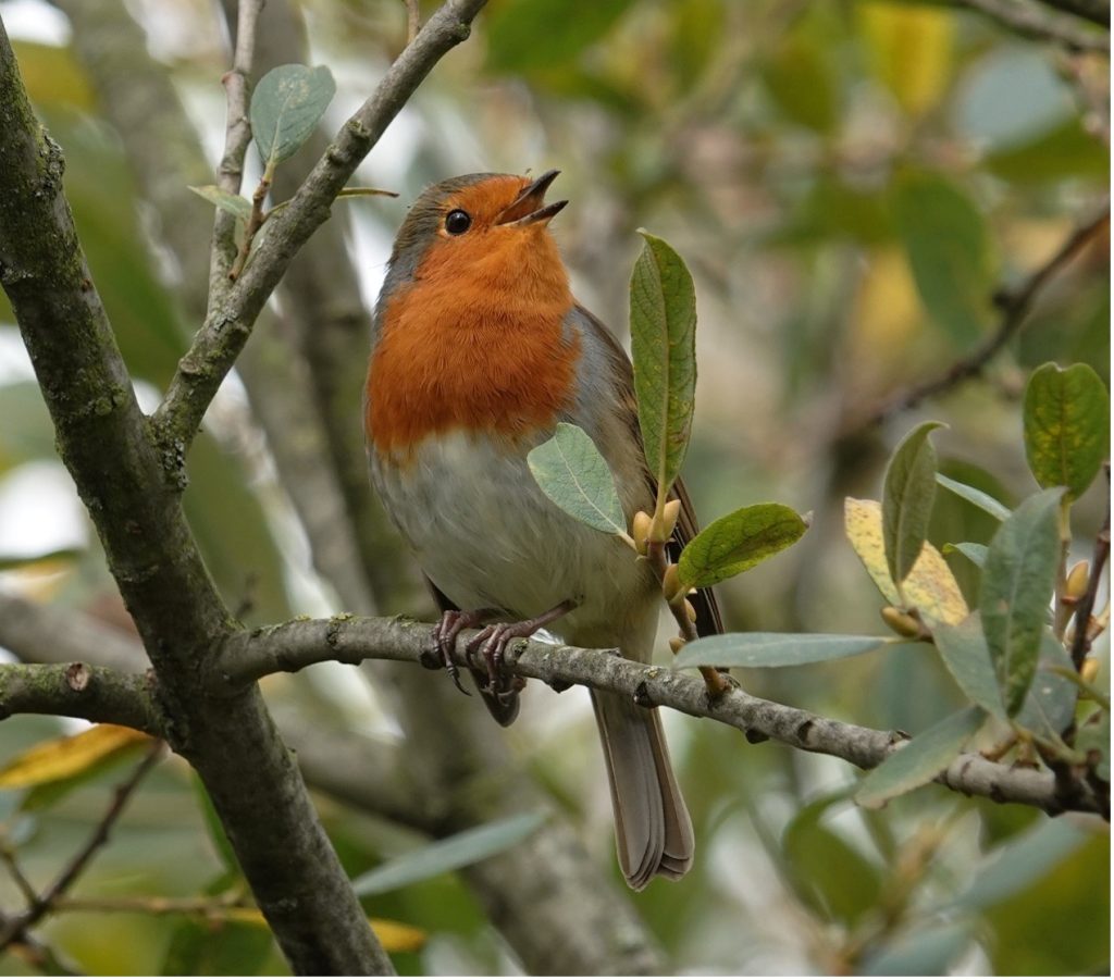 a robin sat on a branch in a tree or bush