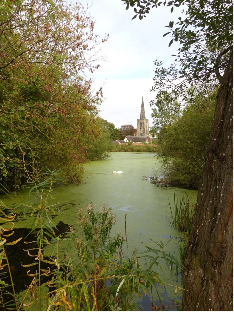 A body of green water, with a  swan in it and a church in the background 