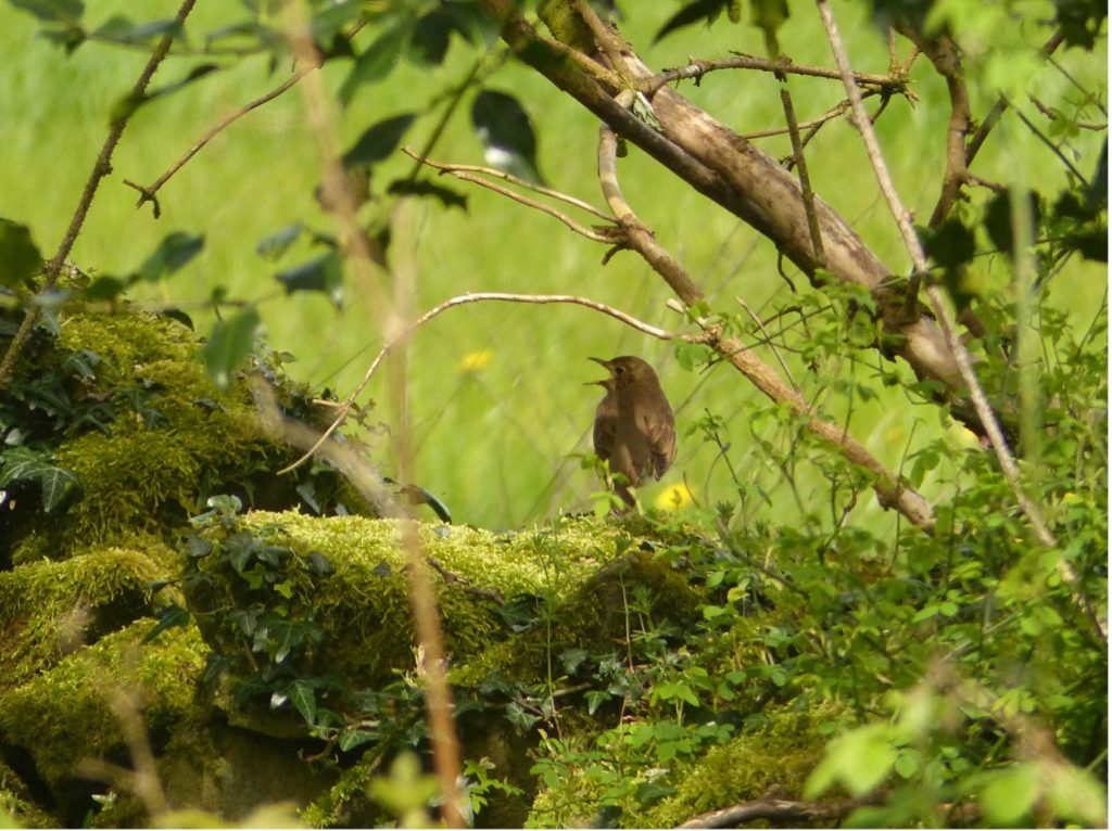 The Silent Song Thrush - Chris Byrne