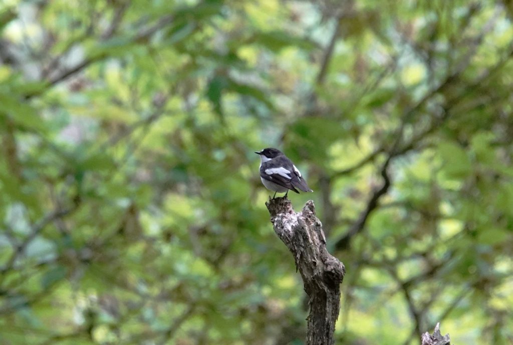 Pied Flycatcher – Martyn grandy