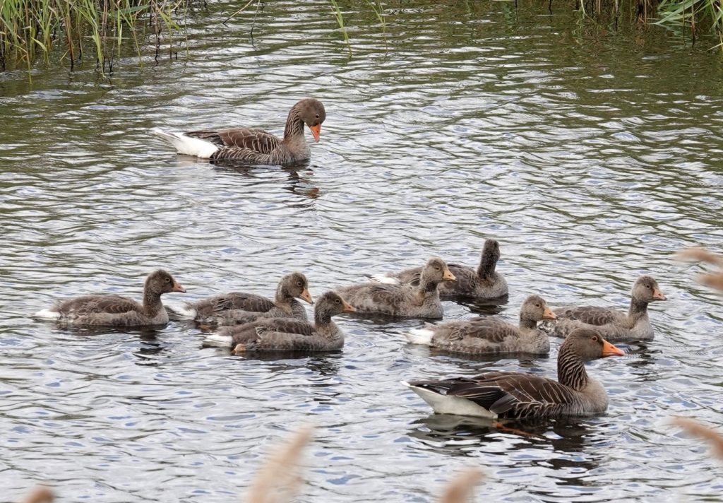 Greylag Goose family – Martyn Grandy