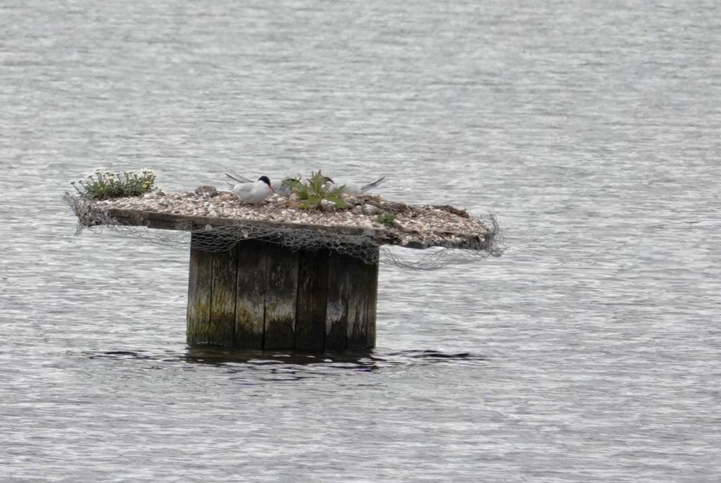 Common Tern nest – Martyn Grandy