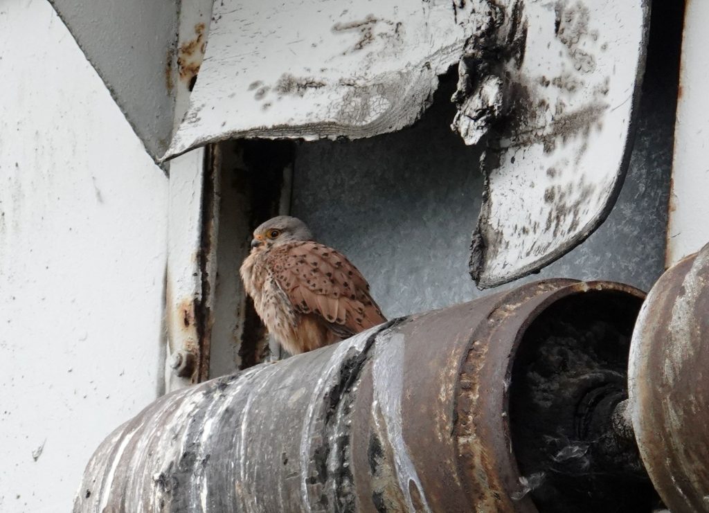 Kestrel – Martyn Grandy