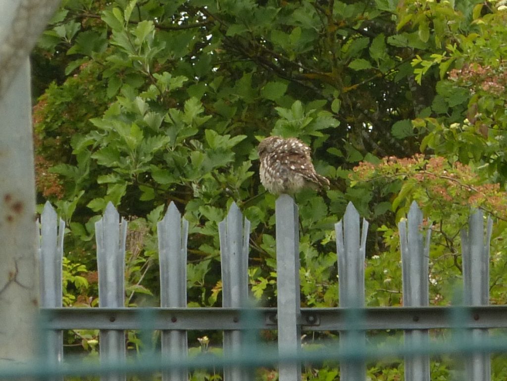 Little Owl – Chris Byrne