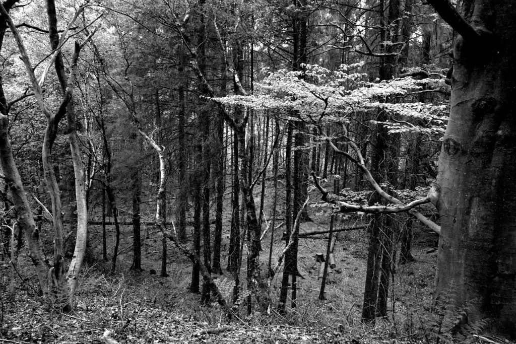Coombes Valley woodland – Martyn Grandy