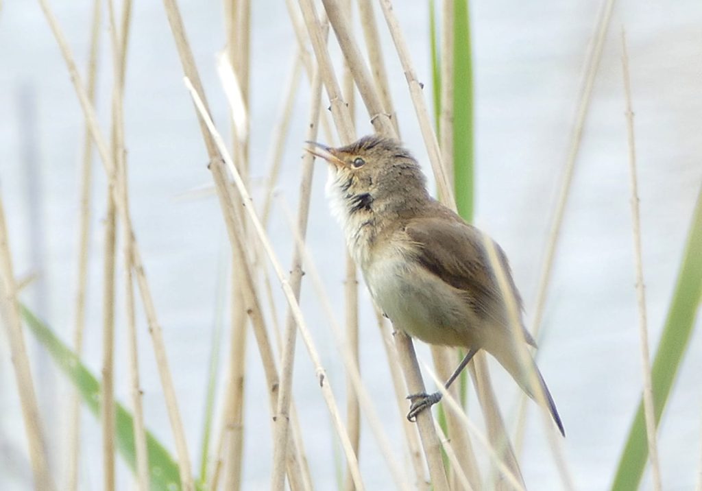 Reed Warbler – Yvonne Hofer