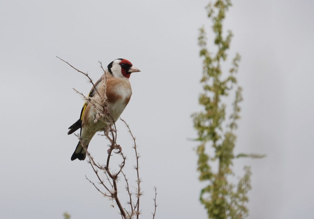 Goldfinch – Martyn Grandy