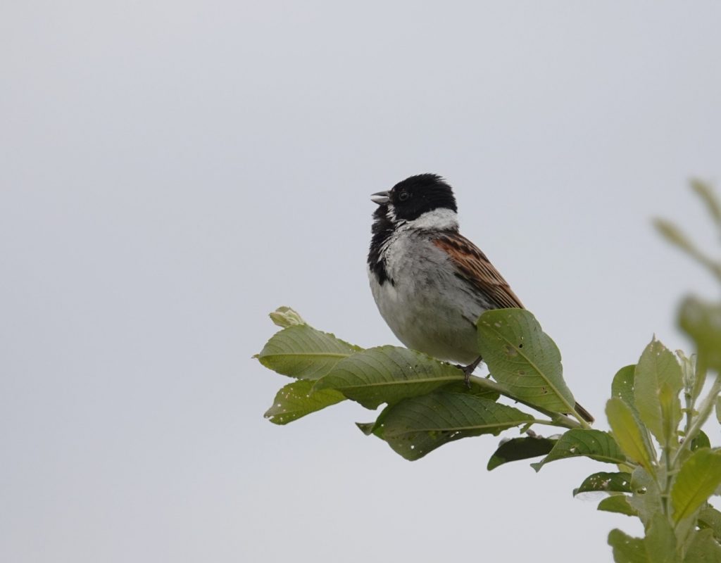 Reed Bunting – Martyn Grandy