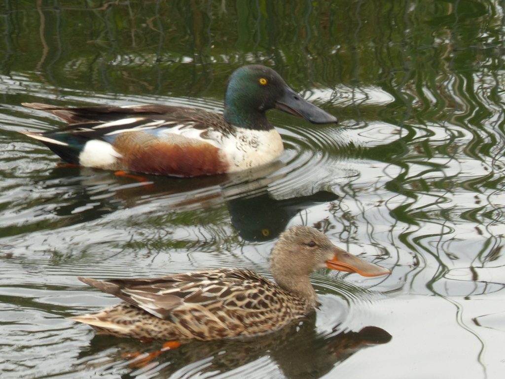 Shoveler, male and female – Chris Byrne