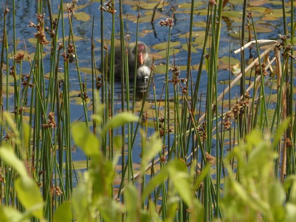 Coot chick – Chris Byrne