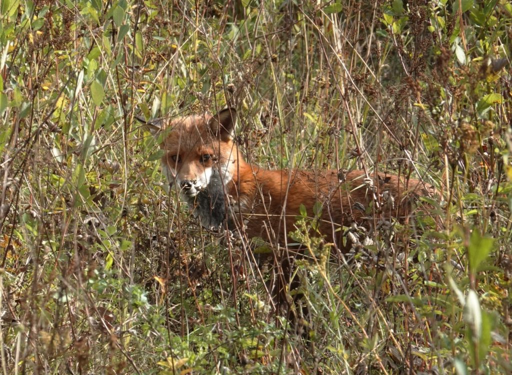 Fox – Martyn Grandy