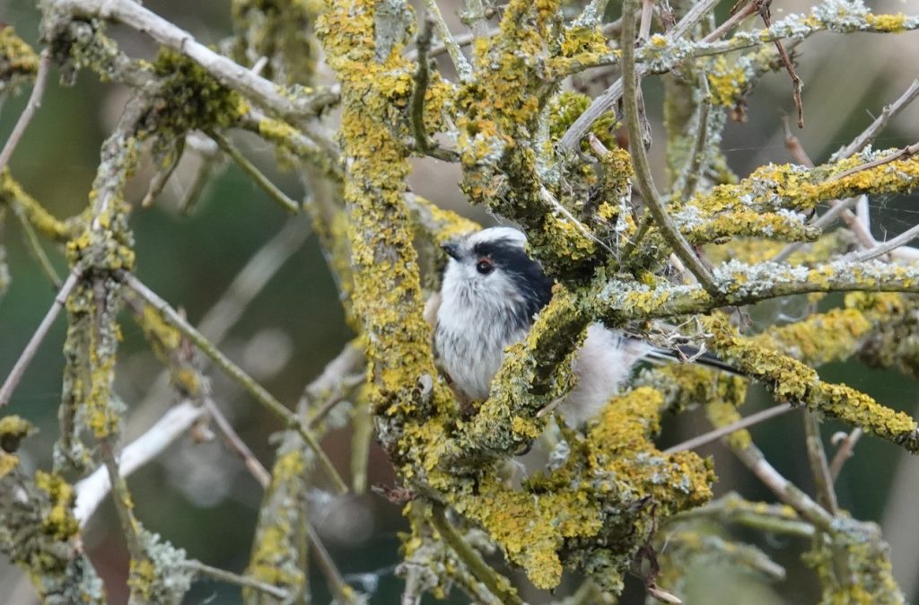 Long-tailed Tit – Martyn Grandy
