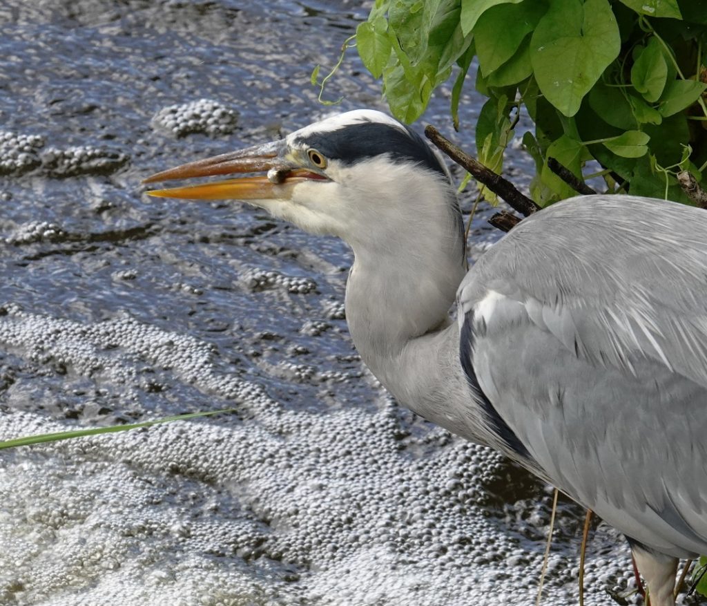 Grey Heron – Martyn Grandy