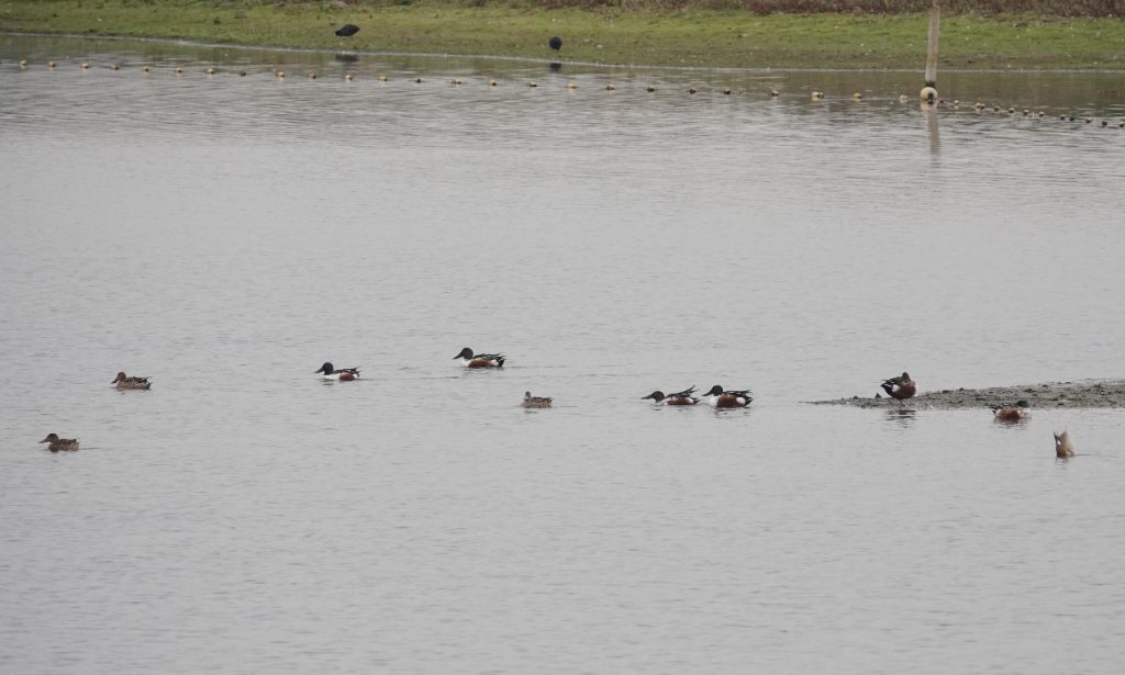Shoveler – Martyn Grandy