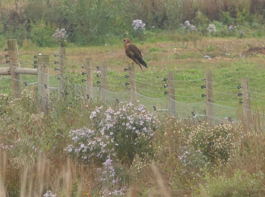 Marsh Harrier – Chris Byrne