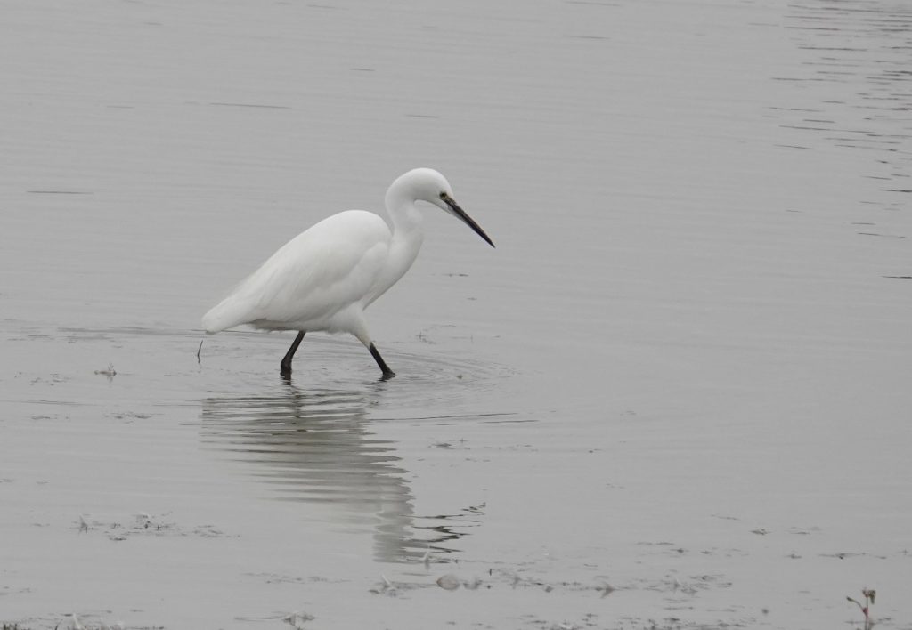 Little Egret – Martyn Grandy