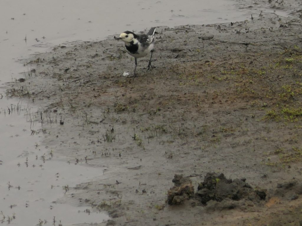 Pied Wagtail – Chris Byrne