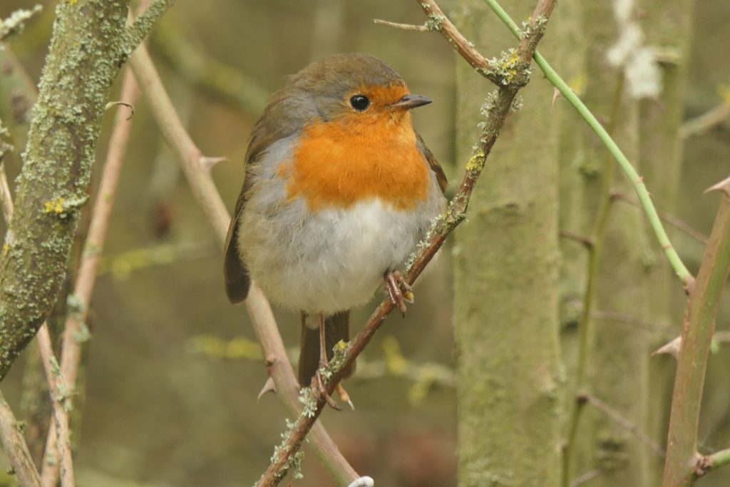 Robin – Chris Byrne
