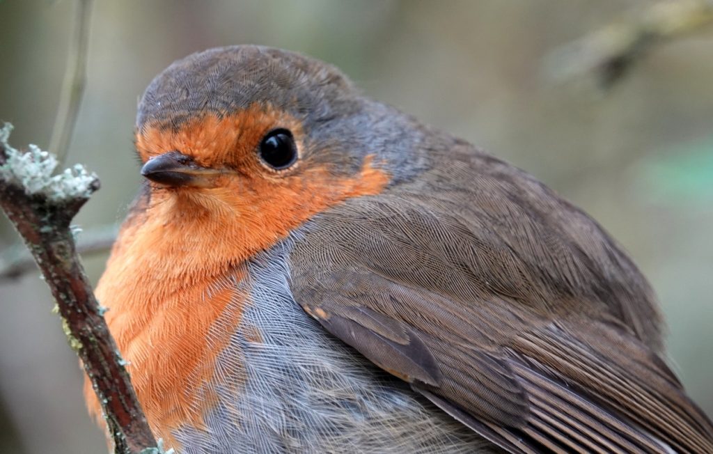 Robin – Martyn Grandy