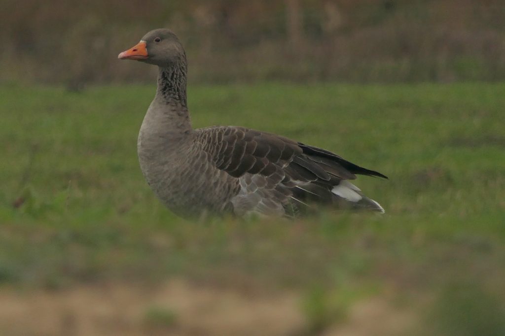 Greylag Goose – Chris Byrne