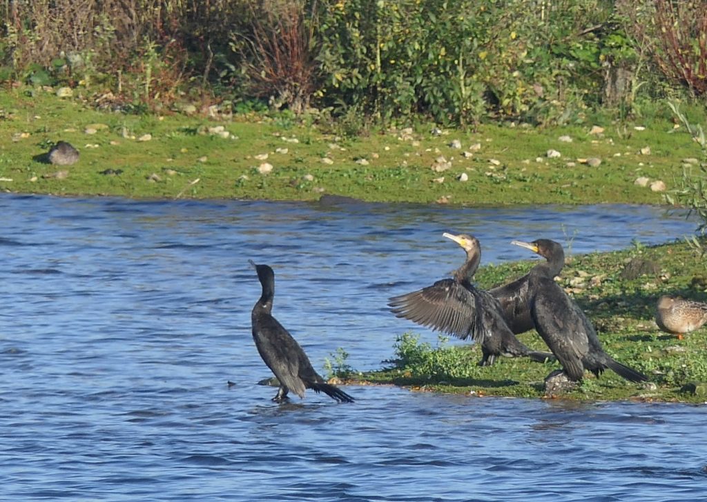 Cormorants – Chris Byrne