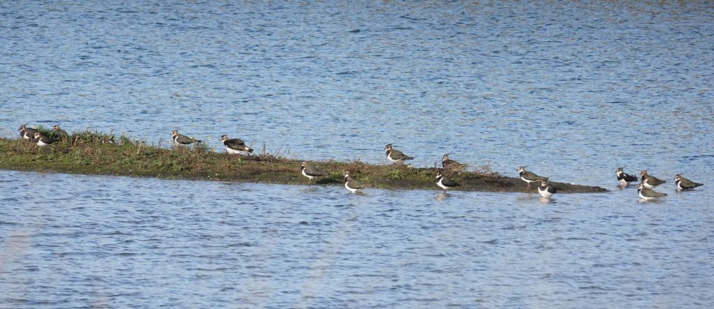 Lapwing – Martyn Grandy