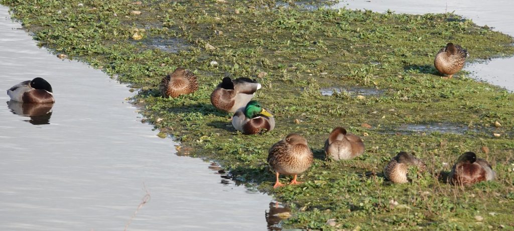 Mallard and Red-crested Pochard – Martyn Grandy