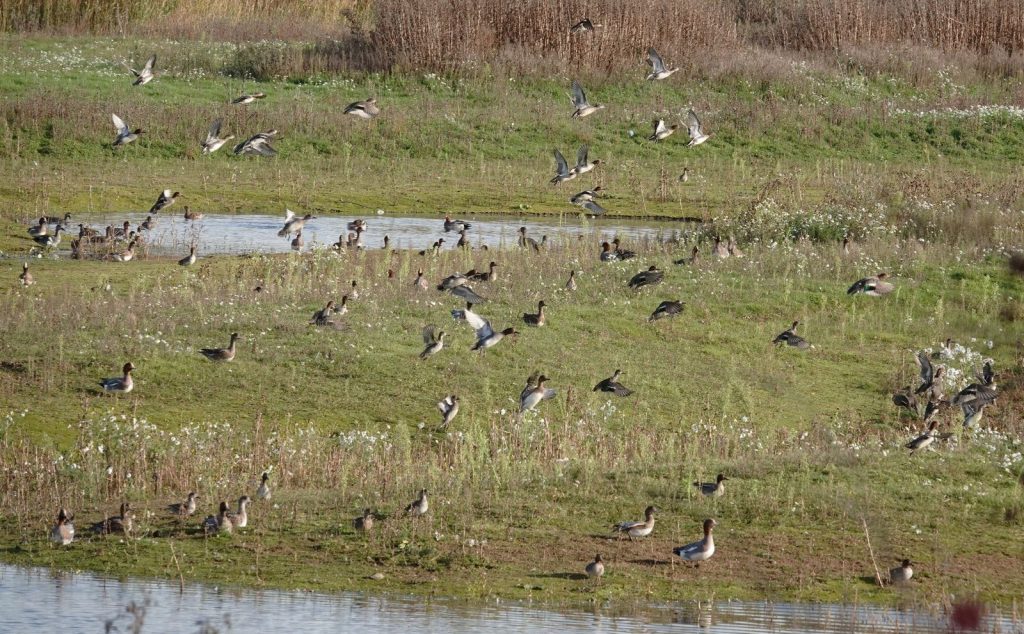 Wigeon (mostly) – Martyn Grandy