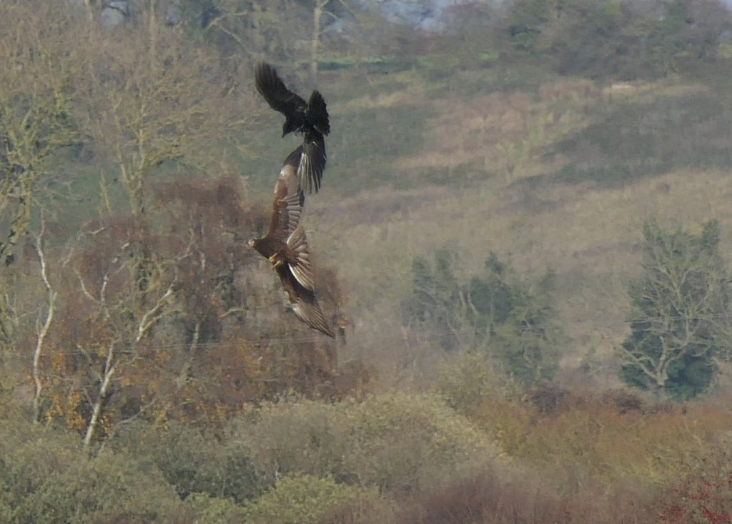 Marsh Harrier fending off Crow – Chris Byrne