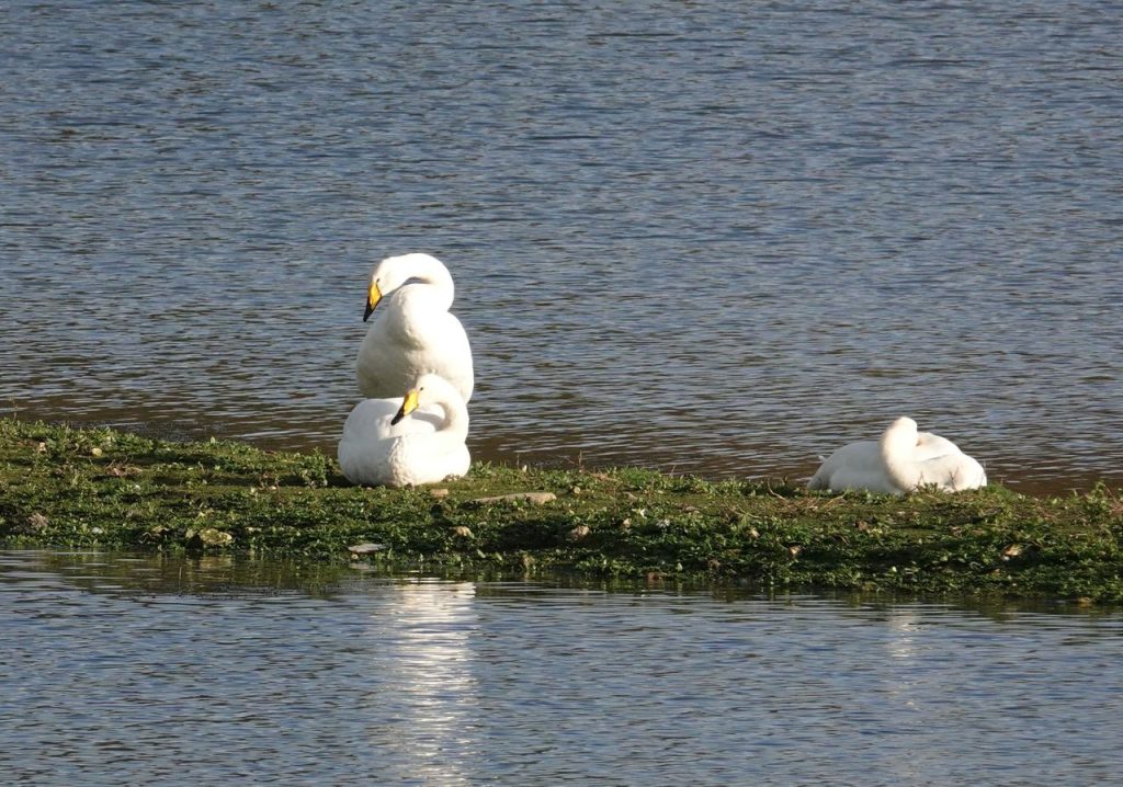 Whooper Swans – Martyn Grandy