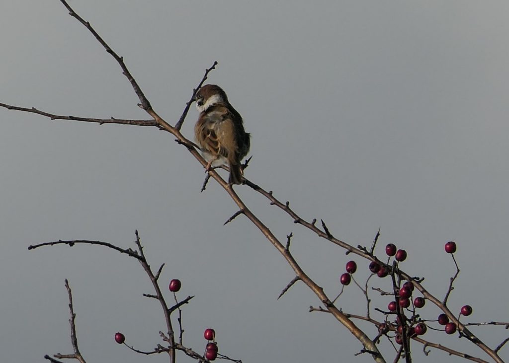 Tree Sparrow – Chris Byrne