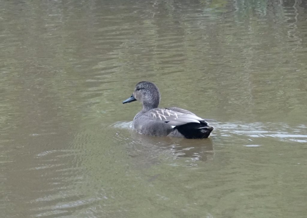 Gadwall – Martyn Grandy 