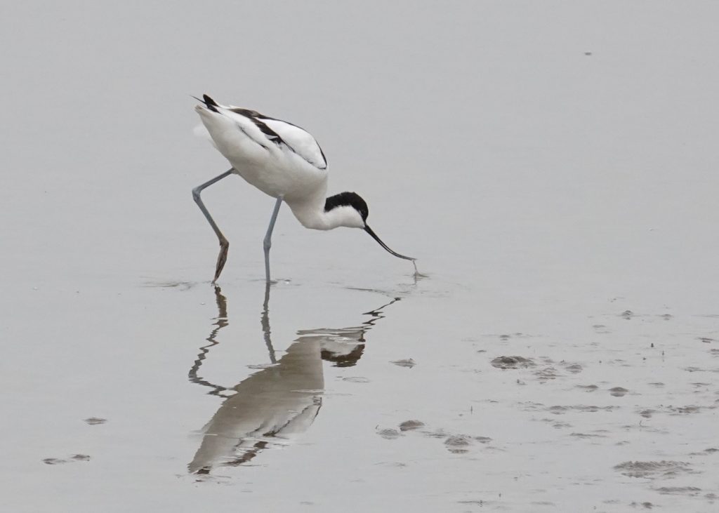 Avocet – Martyn Grandy