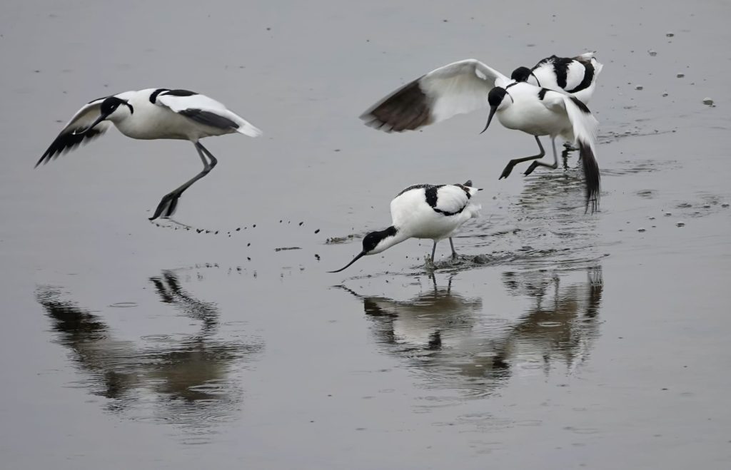 Avocets – Yvonne Hofer
