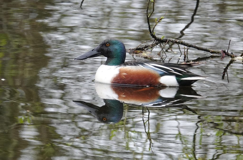 Shoveler – Martyn Grandy