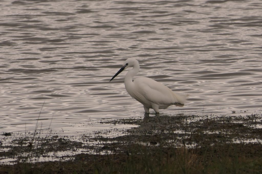 Little Egret – Chris Byrne