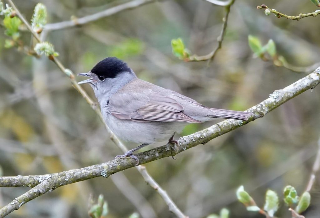 Blackcap – Yvonne Hofer
