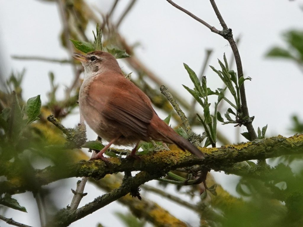 Cetti’s Warbler – Yvonne Hofer