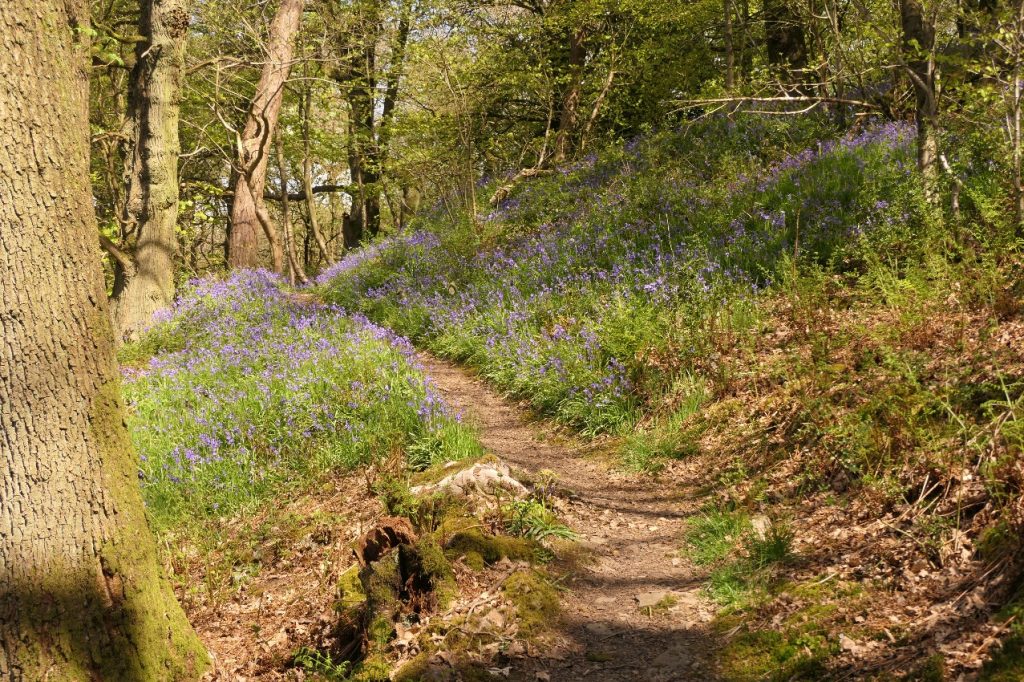 Valley Woodland Loop – Chris Byrne