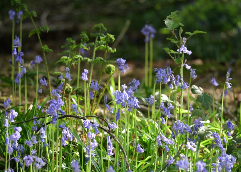 Bluebells – Kathleen Rigg